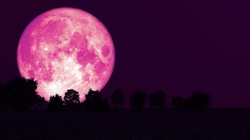 pink moon