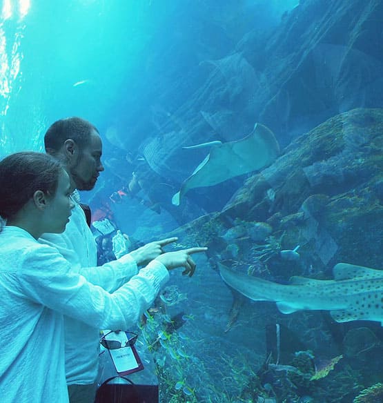 Dubai Aquarium and Underwater-Zoo-Wonders